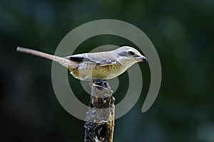 Brown Shrike Lanius cristatus Bird of Thailand