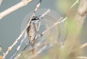 Brown Shrike Lanius cristatus Perching on bare Branch