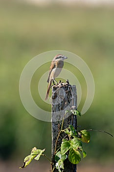 Brown shrike (Lanius cristatus) on a tree post in Asia