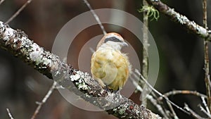 Brown shrike nature bird relaxing on the branch of the tree