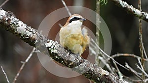 Brown shrike nature bird relaxing on the branch of the tree