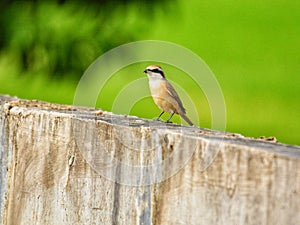 Brown shrike at paddyfield