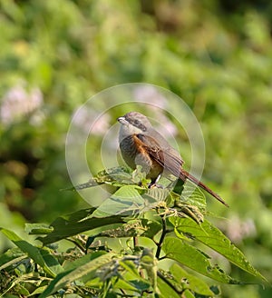 Brown Shrike perched on tree