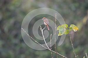 Brown Shrike Perched on Tree Branch