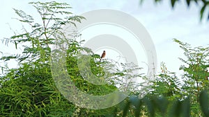 Brown shrike perching on tree branch in the morning