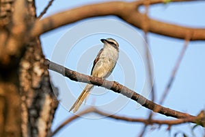 Brown Shrike on a tree branch