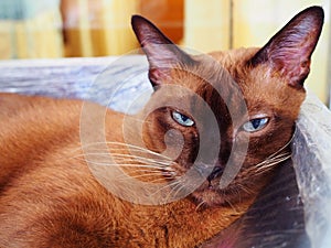 Brown Siamese cat shrinking eyes, stare, close up