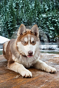 Brown Siberian Husky Puppy Dog down with his tongue out.