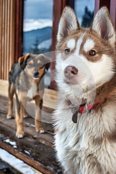 Brown Siberian Husky Puppy Dog Standing Wit another dog