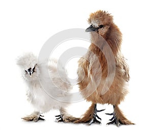 brown silkies chicken