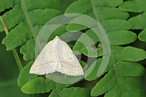 Brown silver-line moth