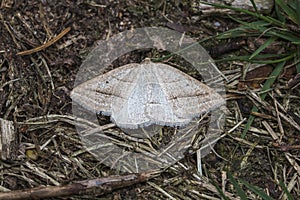 Brown Silver-line Petrophora chlorosata