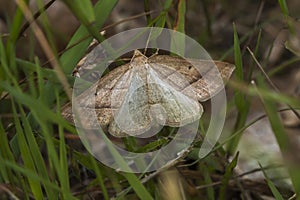 Brown Silver-line Petrophora chlorosata