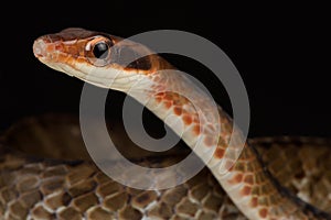 Brown sipo Chironius fuscus