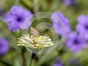 Brown skipper butterfly