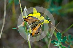 Brown Skipper Butterfly on a meadow