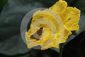 Brown skipper butterfly perched on a luffa flower