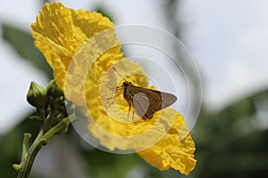 A brown skipper butterfly perched on a luffa flower