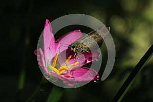 Brown skipper butterfly perched on a pink rain lily (Zephyranthes rosea) flower