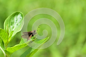 Brown skipper Hesperiidae from Central America