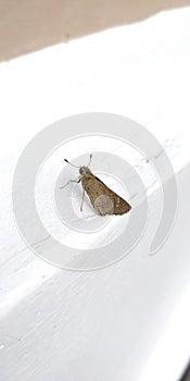 Brown Skipper hesperiidae lepidopteran moth being diurnal they are generally called butterflies photo