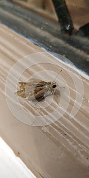 Brown Skipper hesperiidae lepidopteran moth being diurnal,they are generally called butterflies