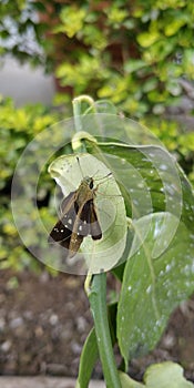 Brown Skipper hesperiidae lepidopteran moth being diurnal,they are generally called butterflies photo
