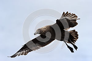 Brown Skua