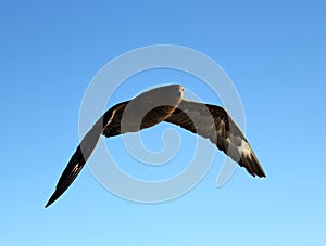 Brown Skua