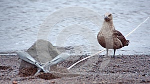 Brown skua by an anchor