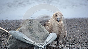 Brown skua by an anchor