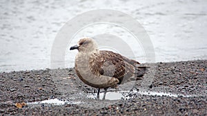 Brown skua in Antarctica