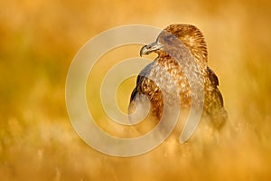 Brown skua, Catharacta antarctica, water bird sitting in the autumn grass, evening light, Argentina