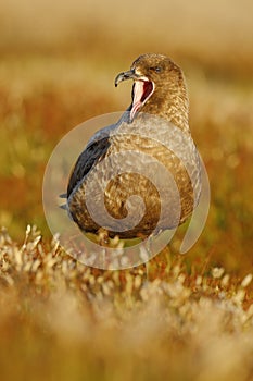 Brown skua, Catharacta antarctica, water bird sitting in the autumn grass with open bill, evening light, Argentina
