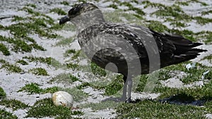 Brown Skua with egg