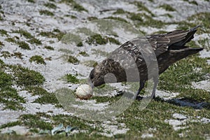 Brown Skua with egg