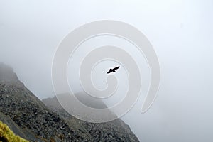 Brown skua flying through the clouds