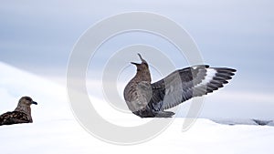 Brown skua with its wings extended