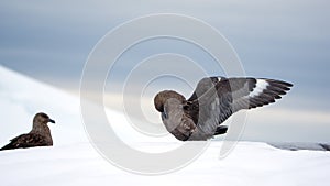 Brown skua with its wings extended