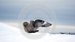 Brown skua with its wings extended