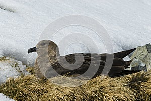 Brown Skua is nesting
