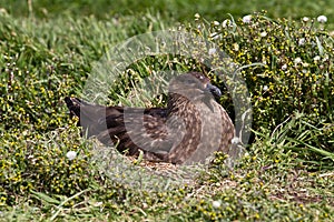 Brown Skua is nesting