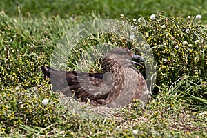 Brown Skua is nesting
