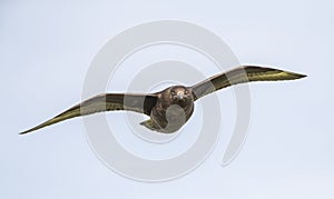 Brown Skua, Stercorarius antarcticus lonnbergi