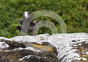 Brown Skua, Stercorarius antarcticus lonnbergi