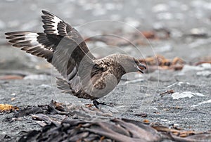 Brown Skua, Stercorarius antarcticus lonnbergi