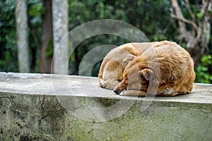 Brown Sleeping Dog