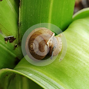 Brown Slimy Resting