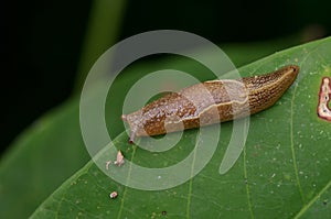 Brown Slug