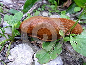 Brown slug